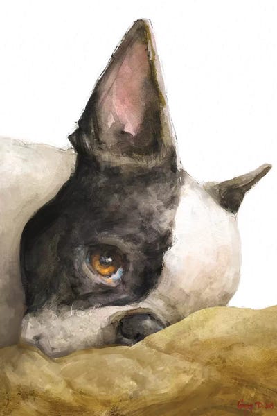 Terriers: Boston Terrier White Background by George Dyachenko