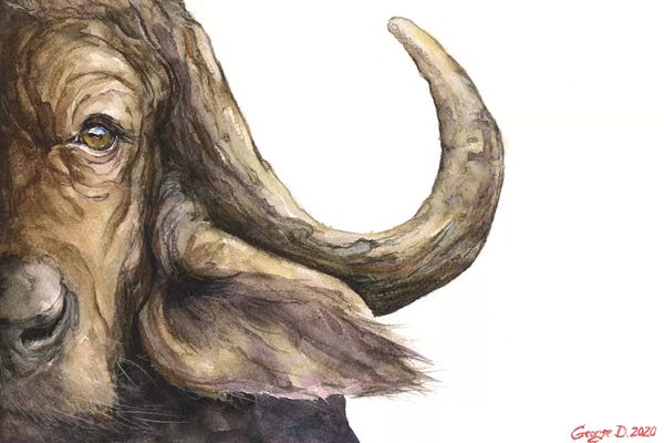 Bison & Buffaloes: Cape Buffalo by George Dyachenko