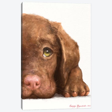 Chocolate Labrador Puppy Canvas Print #GDY249} by George Dyachenko Canvas Artwork