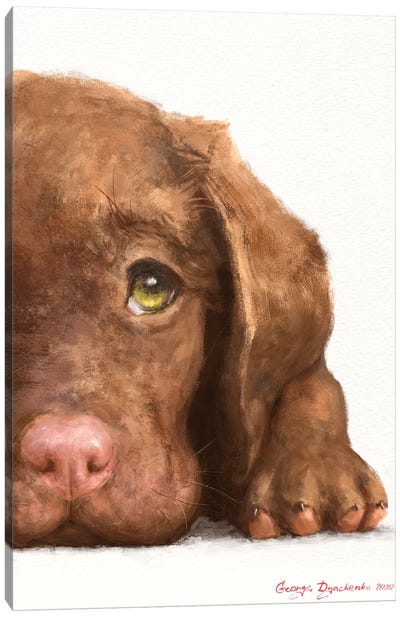 Chocolate Labrador Puppy Canvas Art Print - George Dyachenko