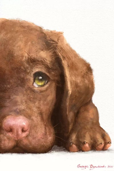 Puppies: Chocolate Labrador Puppy by George Dyachenko