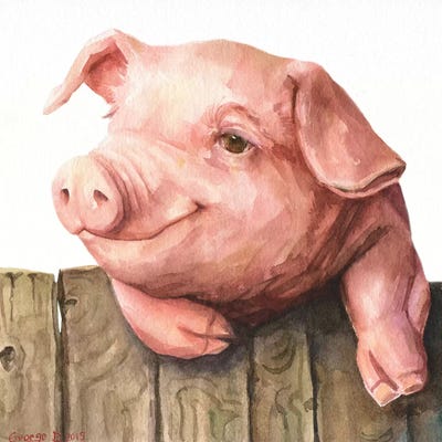 Little Piggy White Background by George Dyachenko art print