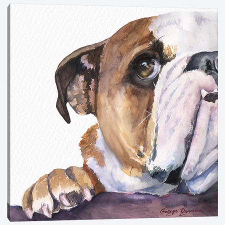 Peek A Boo English Bulldog Puppy Canvas Print #GDY257} by George Dyachenko Canvas Wall Art