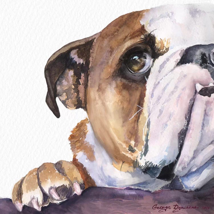 Peek A Boo English Bulldog Puppy by George Dyachenko wall art