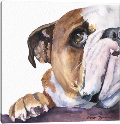 Peek A Boo English Bulldog Puppy Canvas Art Print - Puppy Art