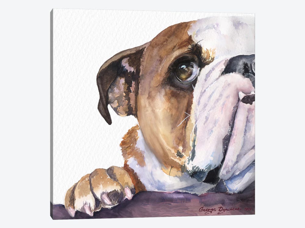 Peek A Boo English Bulldog Puppy by George Dyachenko 1-piece Canvas Art Print