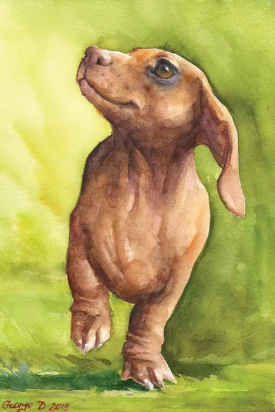 Dachshunds: Red Dachshund With Background by George Dyachenko