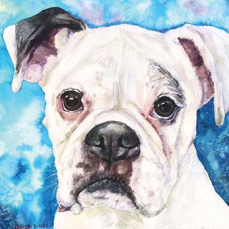 White Boxer II