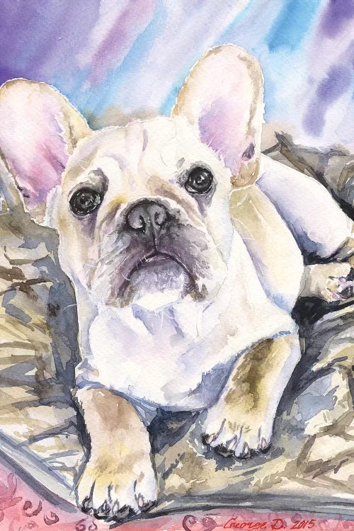 Cream French Bulldog Puppy