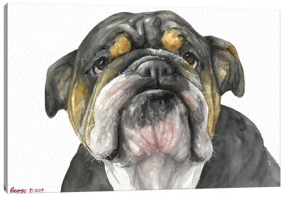 English Bulldog Look Canvas Art Print - Bulldog Art