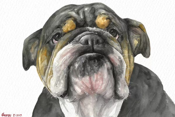 Bulldogs: English Bulldog Look by George Dyachenko