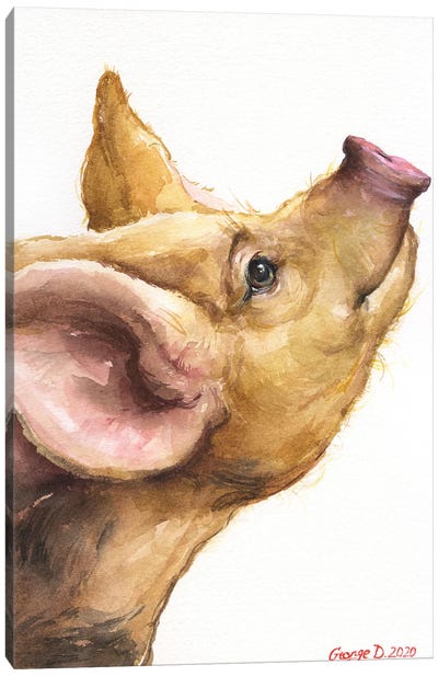 Oxford Sandy Piglet Canvas Art Print - Pig Art