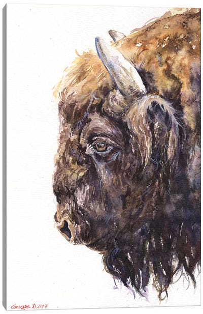 Buffalo Canvas Art Print - George Dyachenko