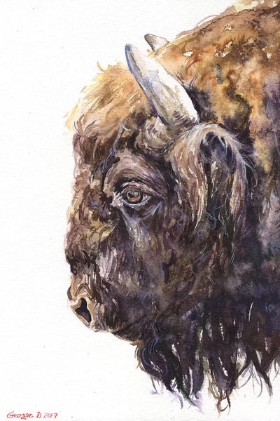 Bison & Buffaloes: Buffalo by George Dyachenko