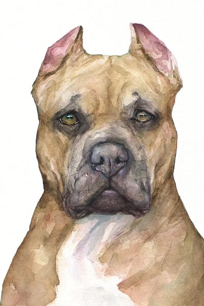 Pit bull by George Dyachenko art print