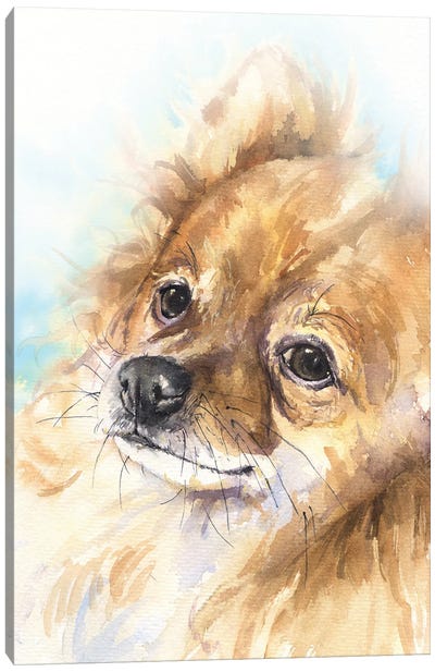 Pomeranian Canvas Art Print - Pomeranian Art