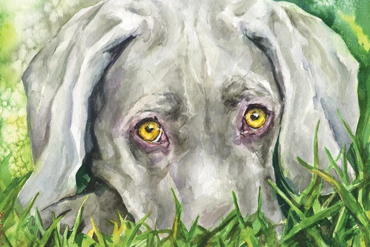 Weimaraner eyes