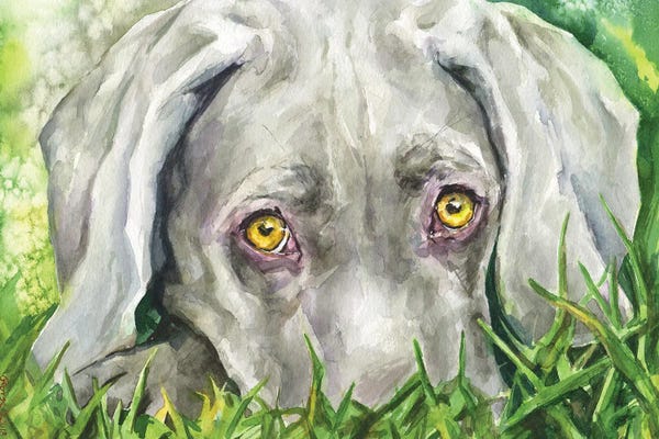 Weimaraners: Weimaraner eyes by George Dyachenko