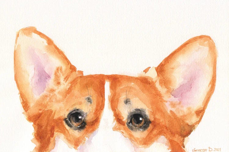 Corgi Peek A Boo III