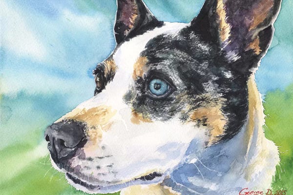 Australian Cattle Dogs: Australian Cattle Dog by George Dyachenko