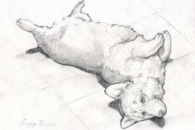 Corgi Wants To Play by George Dyachenko metal wall art