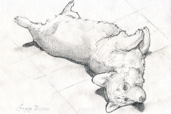 Corgis: Corgi Wants To Play by George Dyachenko