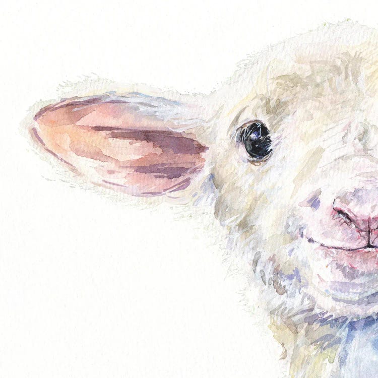 Cute Sheep Half Portrait