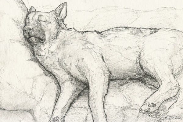 German Shepherds: Sleeping German Shepherd II Old Paper by George Dyachenko