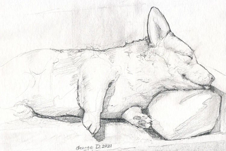 Sleeping Corgi