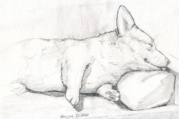 Corgis: Sleeping Corgi by George Dyachenko