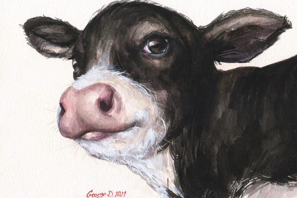 Fine Art Print: Black And White Calf by George Dyachenko