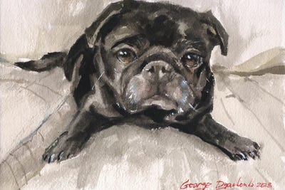 Black Pug On Sofa by George Dyachenko canvas print