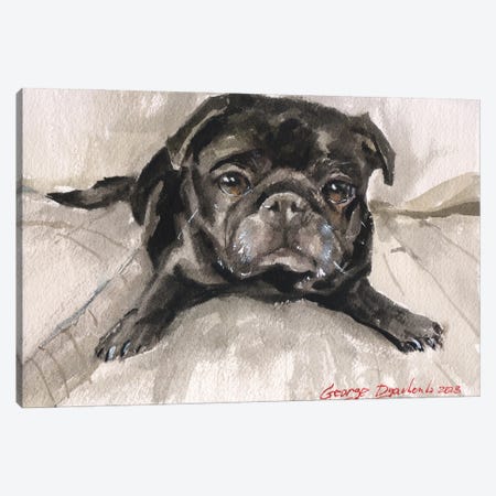 Black Pug On Sofa Canvas Print #GDY332} by George Dyachenko Canvas Wall Art