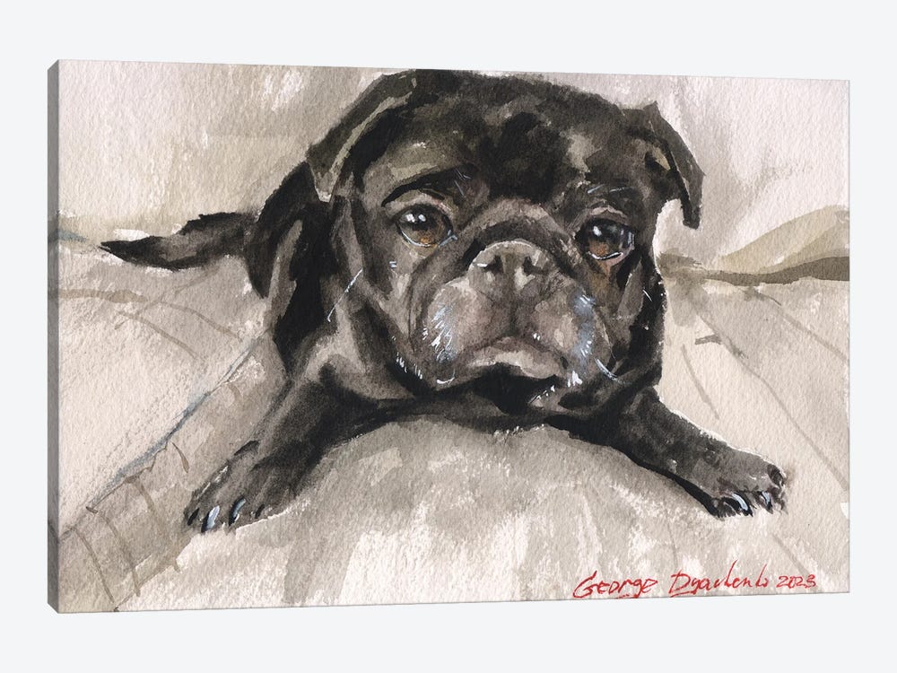Black Pug On Sofa by George Dyachenko 1-piece Canvas Print
