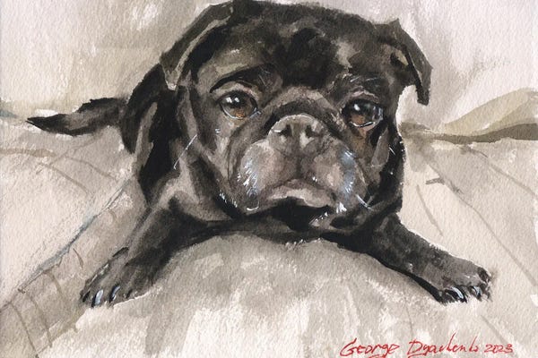 Pugs: Black Pug On Sofa by George Dyachenko