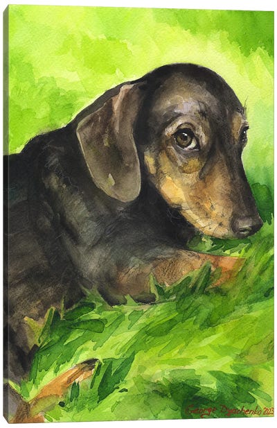 Cute Dachshund On The Grass Canvas Art Print - George Dyachenko