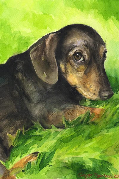 Dachshunds: Cute Dachshund On The Grass by George Dyachenko