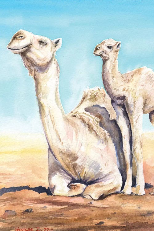 Camel & Calf