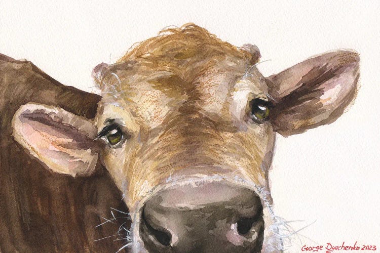 Peek A Boo Calf