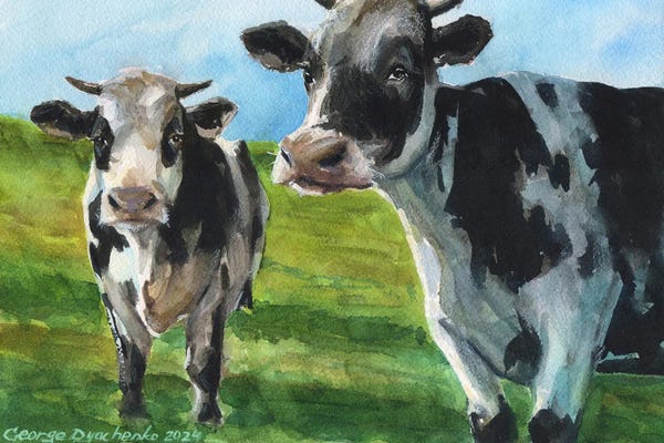 Two Cows On The Field