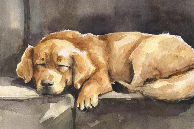 Golden Retriever Puppy Sleeping by George Dyachenko wall art