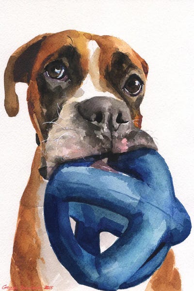Boxers: Boxer And His Toy. White Background by George Dyachenko