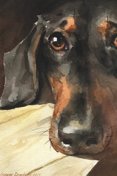 Sight Of Dachshund