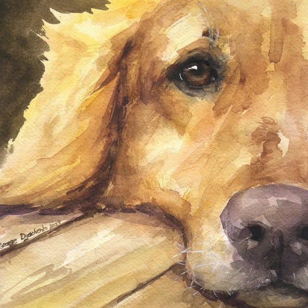 Dogs: Sight Of Golden Retriever by George Dyachenko