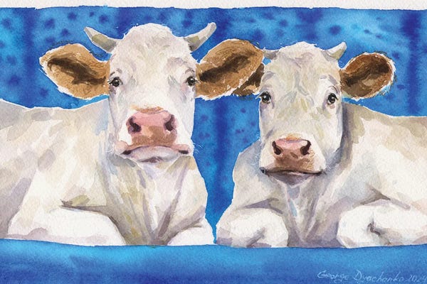 Two Funny White Cows On Blue Sofa