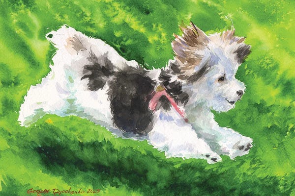 Maltese: Happy Maltipoo by George Dyachenko