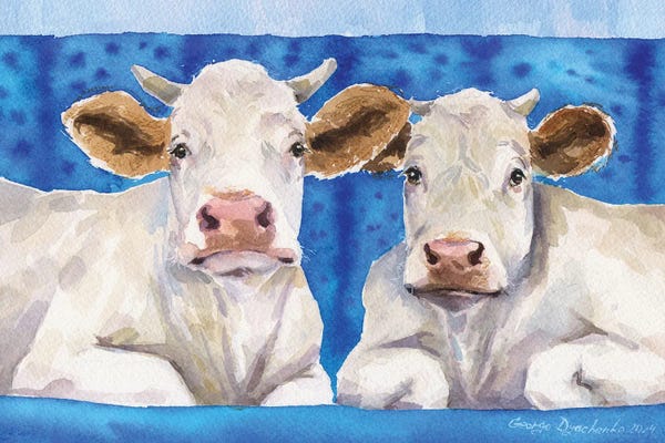 White Cows On Blue Sofa With Blue Background