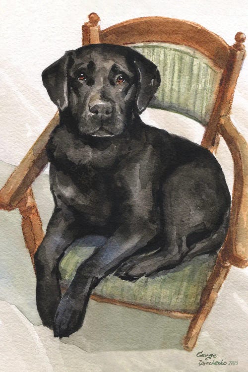 Labrador On Chair