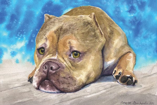 American Bulldogs