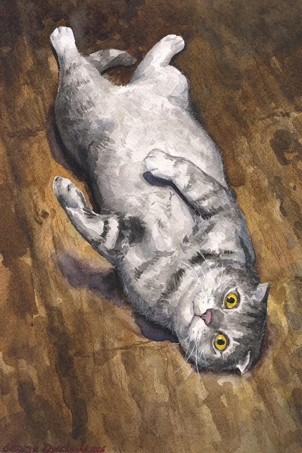 Scottish Folds
